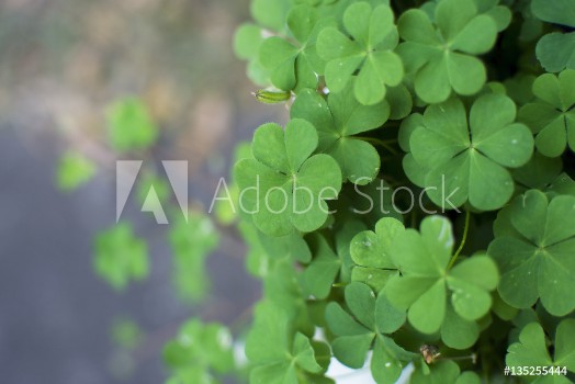 Bild på Green plant background close up Leaves green